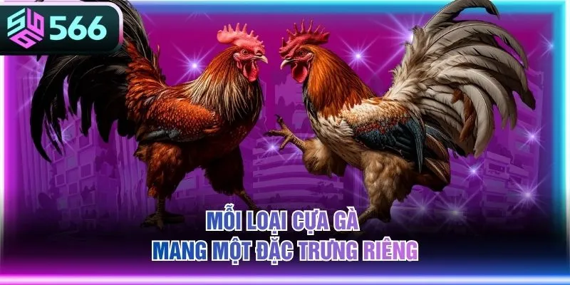 Mỗi loại cựa gà mang một đặc trưng riêng