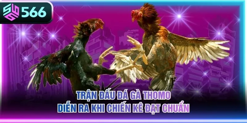Trận đấu Đá Gà Thomo diễn ra khi chiến kê đạt chuẩn